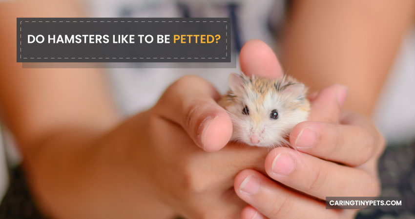 Do-Hamsters-Like-To-Be-Petted