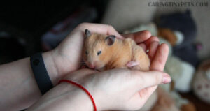 Do Hamsters Like To Be Petted? What You Need To Know!