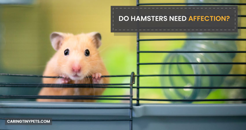 Do-Hamsters-Need-Affection