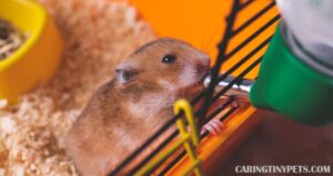 Does My Hamster Know How to Drink? Do They Prefer a Bottle or Bowl?