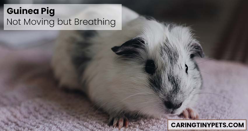 Guinea pig not moving but breathing