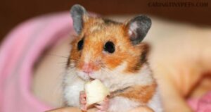 Hamster Feeding Schedule, Guide, Chart: Get a Complete Idea
