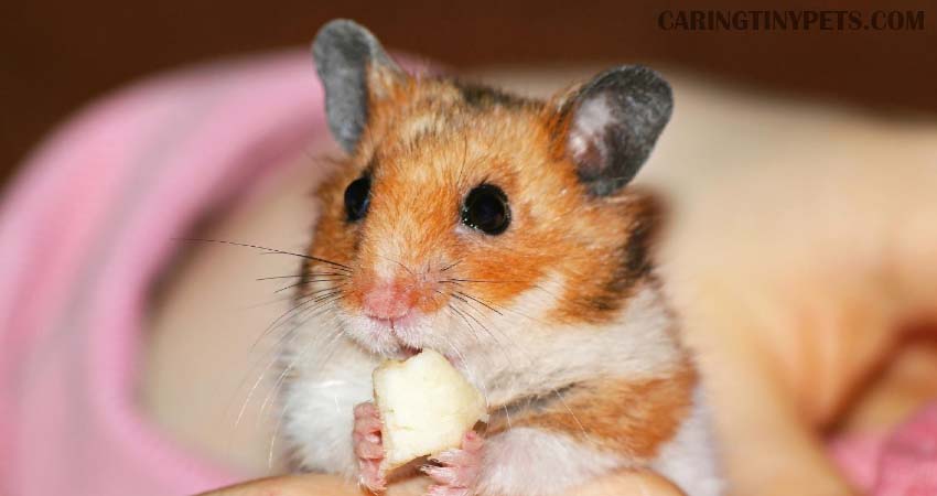 Hamster Feeding Schedule, Guide, Chart