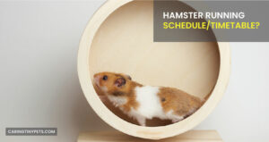 Hamster Running Schedule/Timetable? What’s the Ideal One?