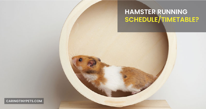 Hamster Running Schedule-Timetable