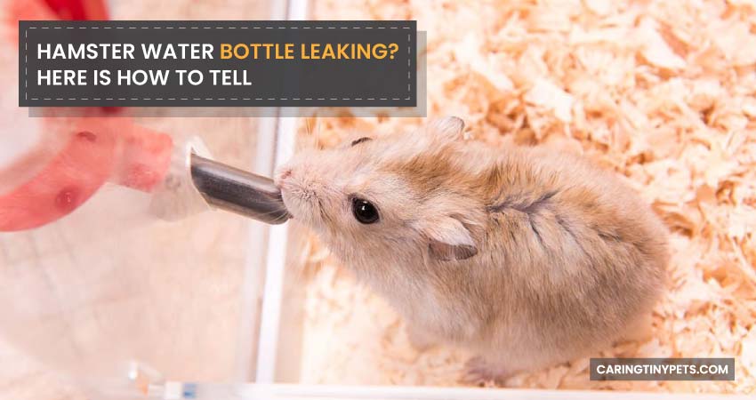 Hamster Water Bottle Leaking