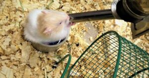 Hamster Water Bottle Leaking? Here is how to fix