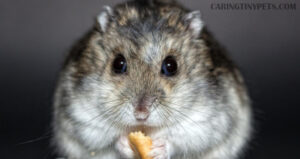 Hamsters Hiding Their Food? Is It Normal?