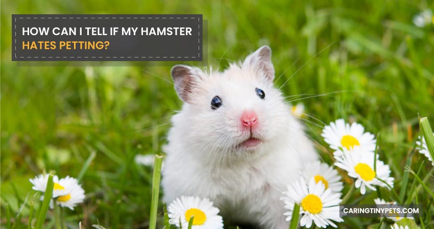 How Can I Tell If My Hamster Hates Petting