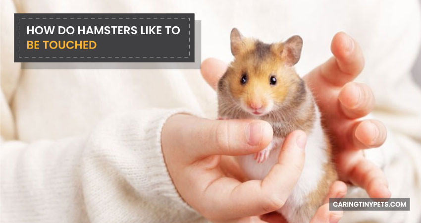 How Do Hamsters Like To Be Touched