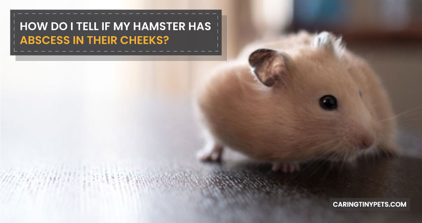 How Do I Tell If My Hamster Has Abscess In Their Cheeks