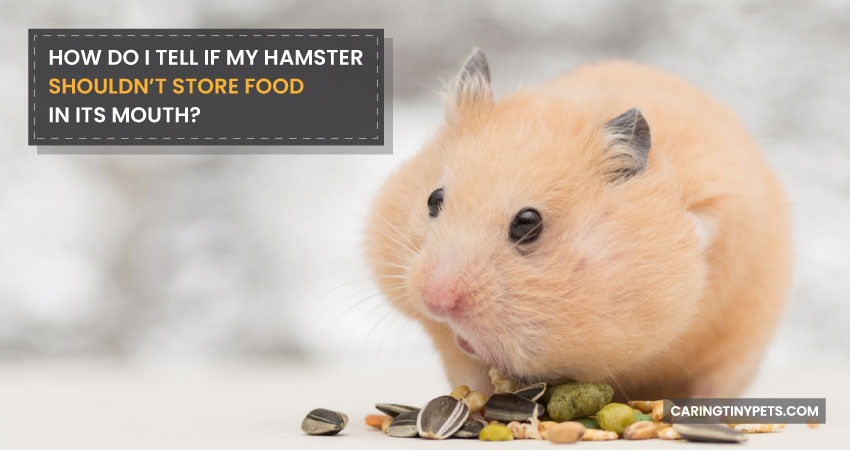 How Do I Tell If My Hamster Shouldn’t Store Food In Its Mouth