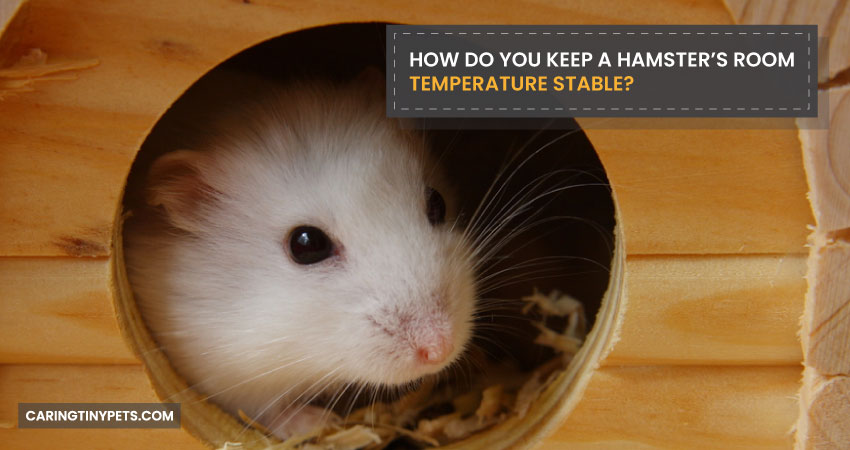 How Do You Keep A Hamster's Room Temperature Stable