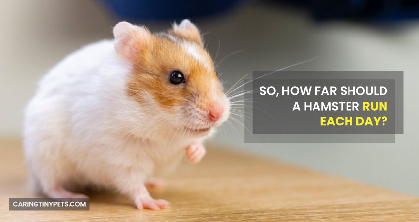 How Far Should a Hamster Run Each Day
