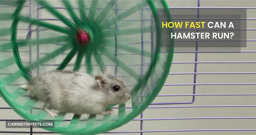 How Fast Can A Hamster Run