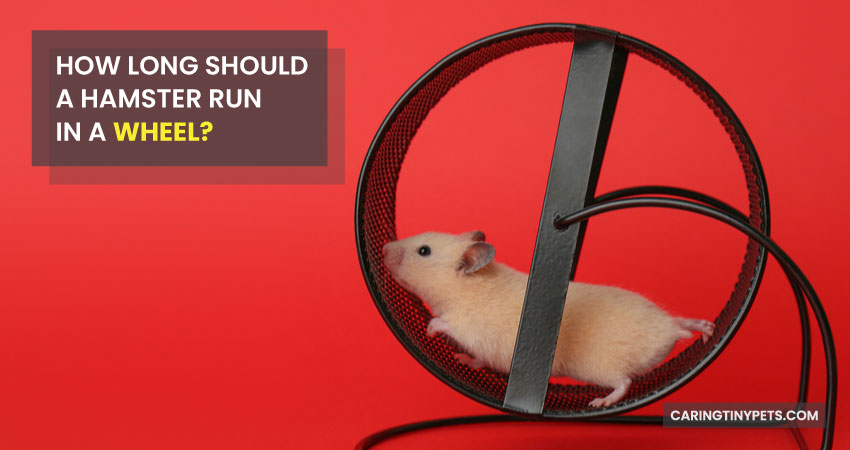 How Long Should a Hamster Run in a Wheel