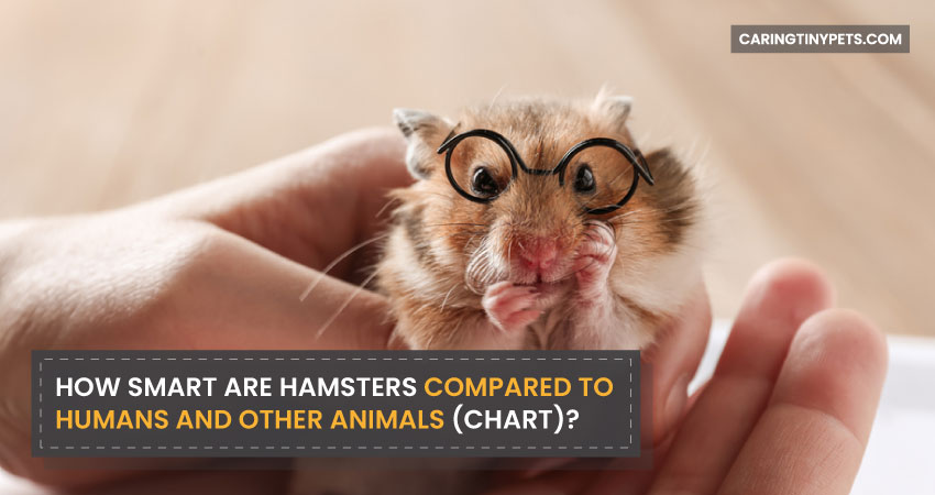 How Smart Are Hamsters Compared To Humans And Other Animals