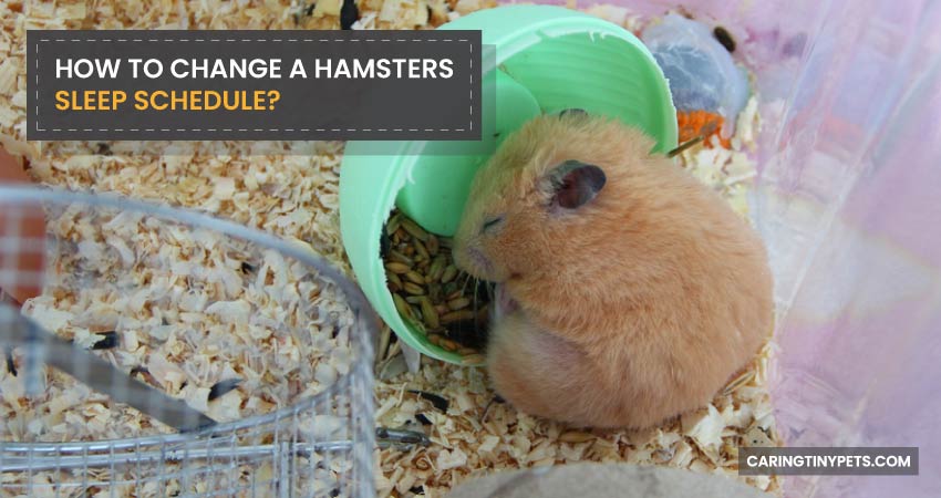 How-To-Change-a-Hamsters-Sleep-Schedule