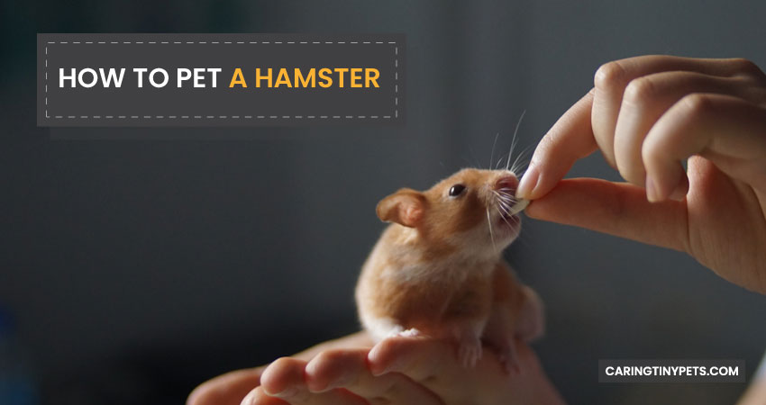 How-To-Pet-A-Hamster