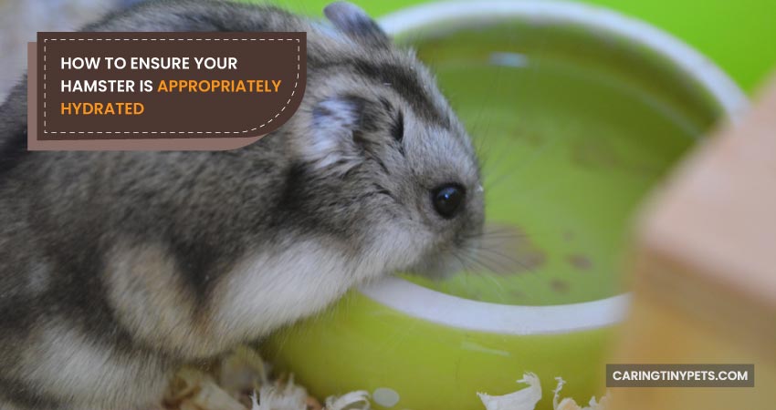 How to Ensure Your Hamster is Appropriately Hydrated