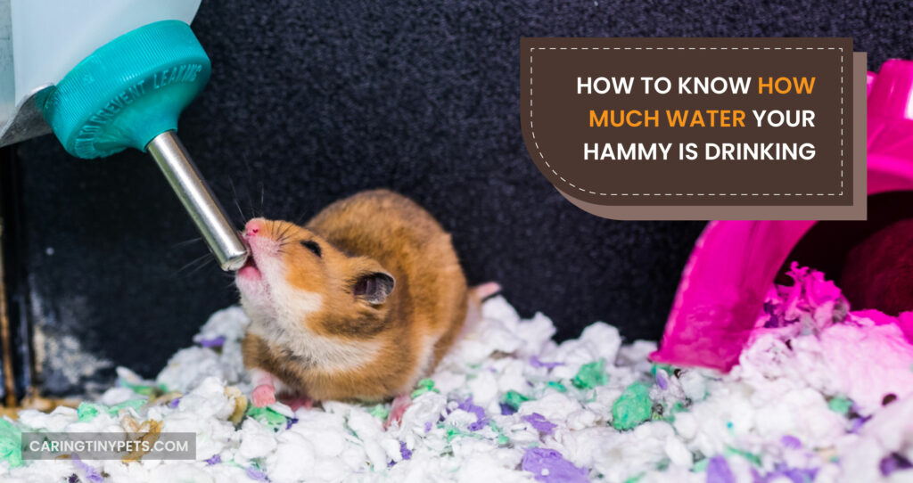 How to Know How Much Water Your Hammy is Drinking