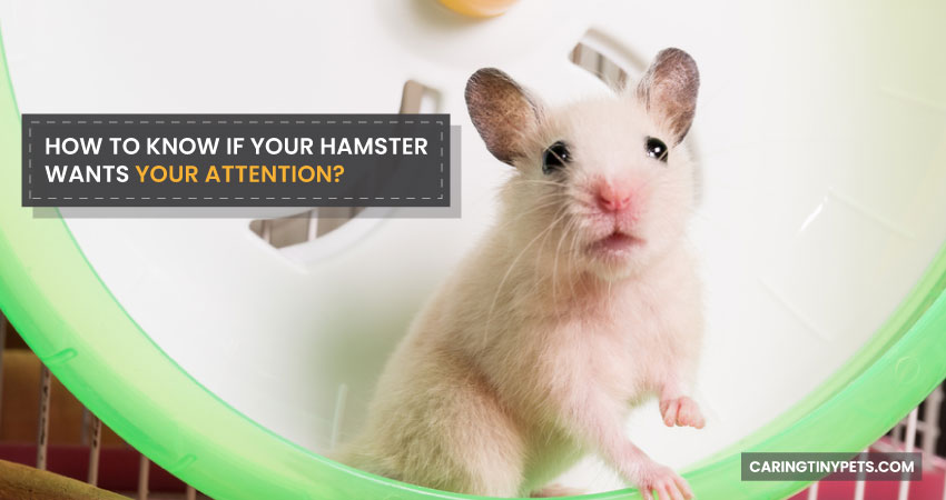 How-to-Know-if-Your-Hamster-Wants-Your-Attention