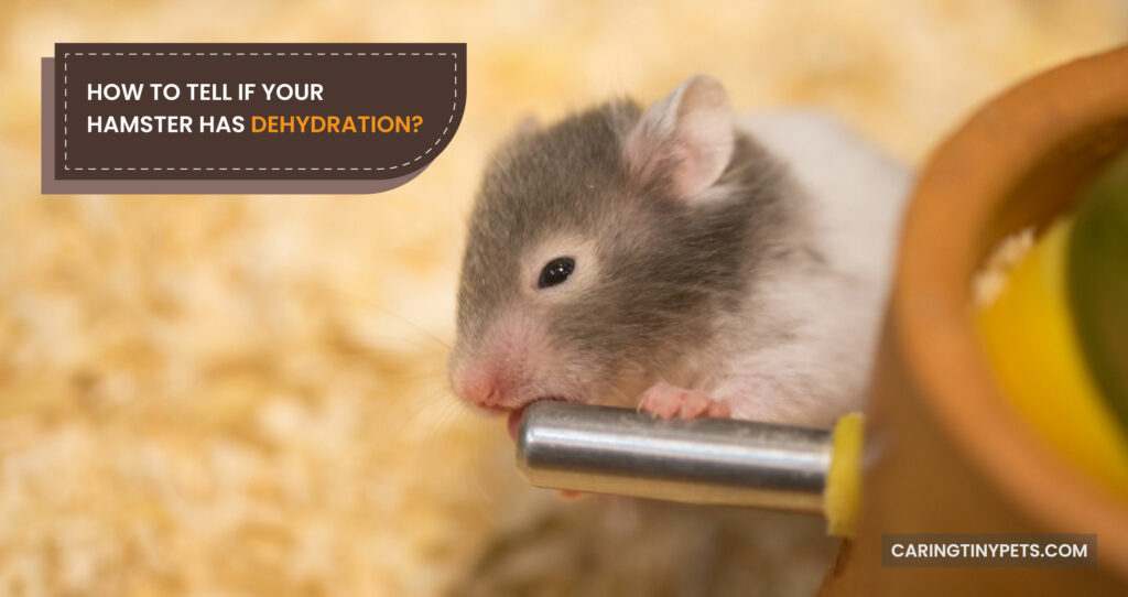 How to Tell if Your Hamster Has Dehydration