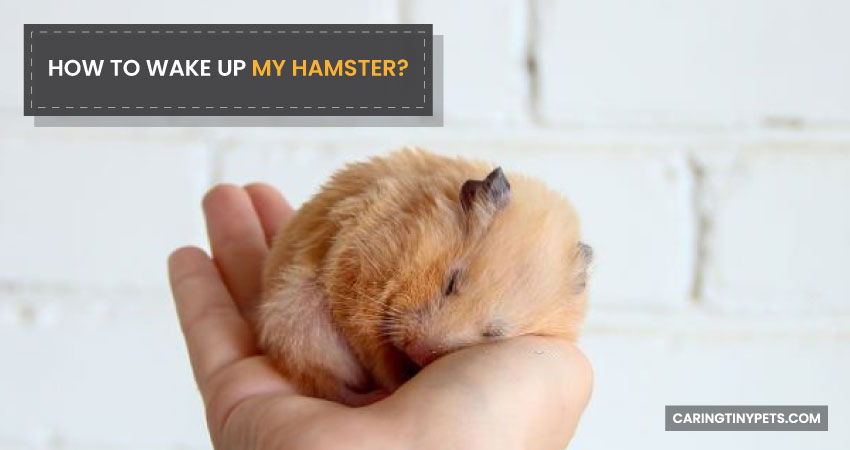 How to Wake Up My Hamster
