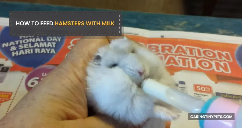 How to feed hamsters with milk