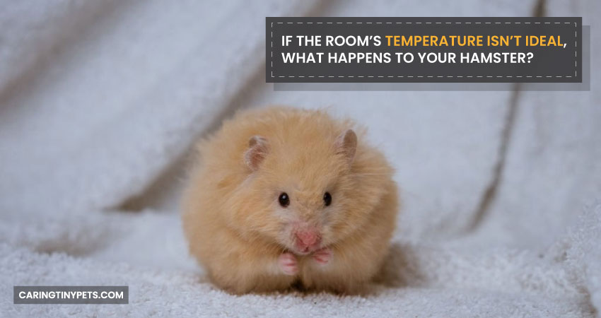 If The Room's Temperature Isn't Ideal, What Happens To Your Hamster