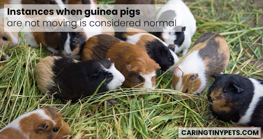 Instances when guinea pigs are not moving is considered normal