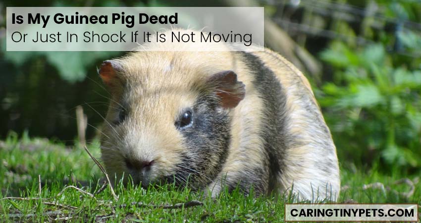 Is My Guinea Pig Dead Or Just In Shock If It Is Not Moving