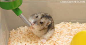 Is Your Hamster Drinking Too Much Water? What You Need to Know