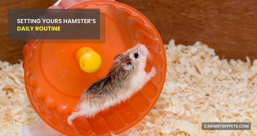 Setting Your Hamster’s Daily Routine