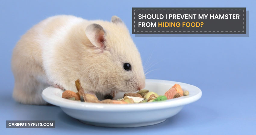 Should I Prevent My Hamster from Hiding Food
