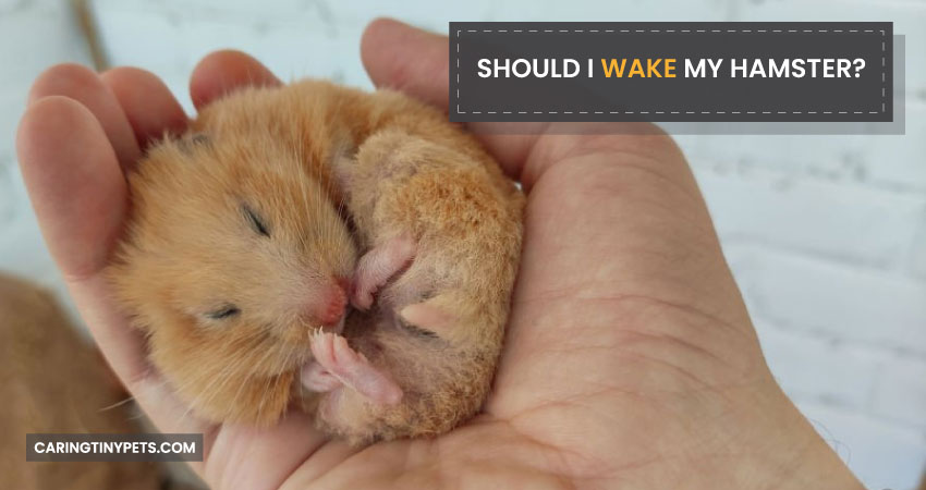 Should-I-Wake-My-Hamster