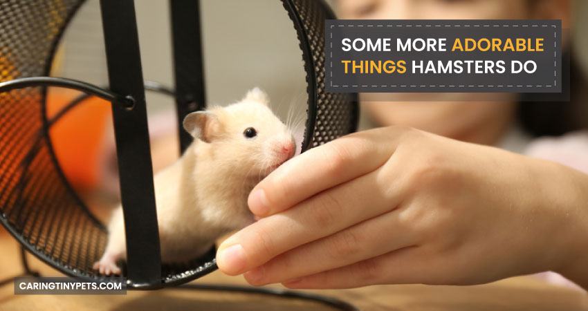 Some More Adorable Things Hamsters Do