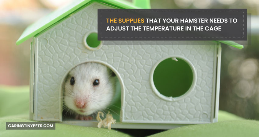 The Supplies That Your Hamster Needs To Adjust The Temperature In The Cage
