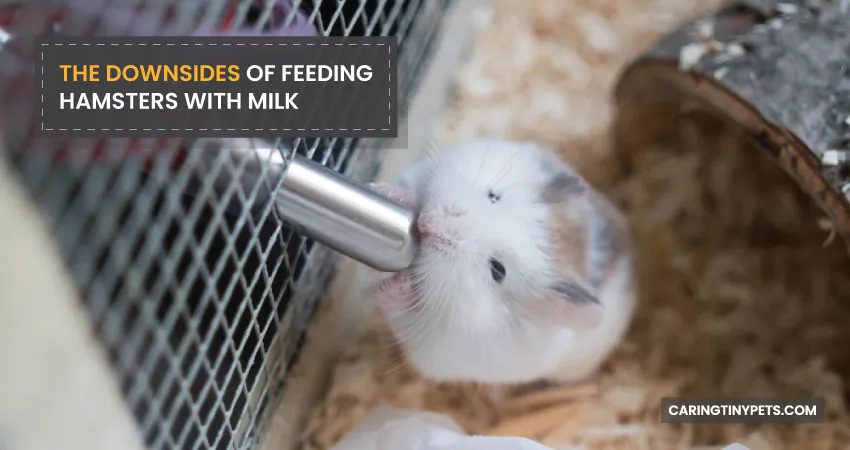 The downsides of feeding hamsters with milk