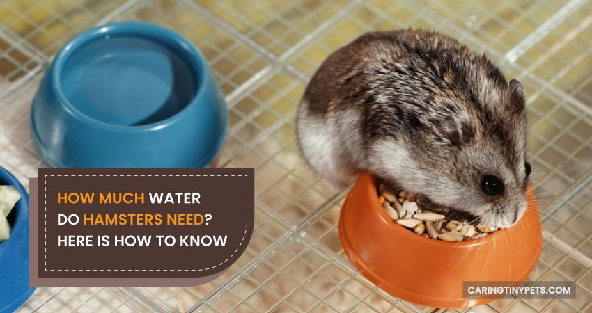 Water Requirements for Healthy Hamsters
