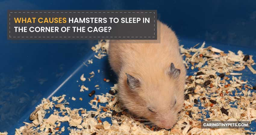 What Causes Hamsters To Sleep In The Corner Of The Cage