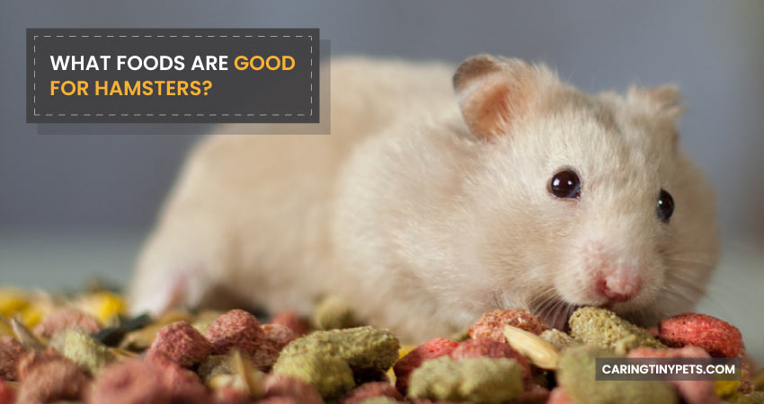 What Foods Are Good For Hamsters