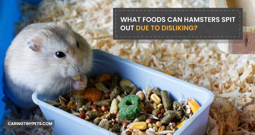 What Foods Can Hamsters Spit Out Due to Disliking