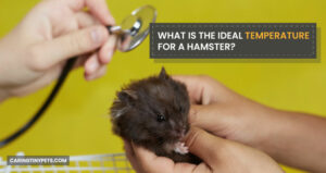 Hamster Temperature Range: What’s The Ideal Temperature for a hamster?