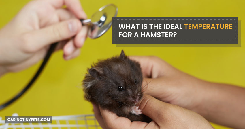 What Is The Ideal Temperature For A Hamster