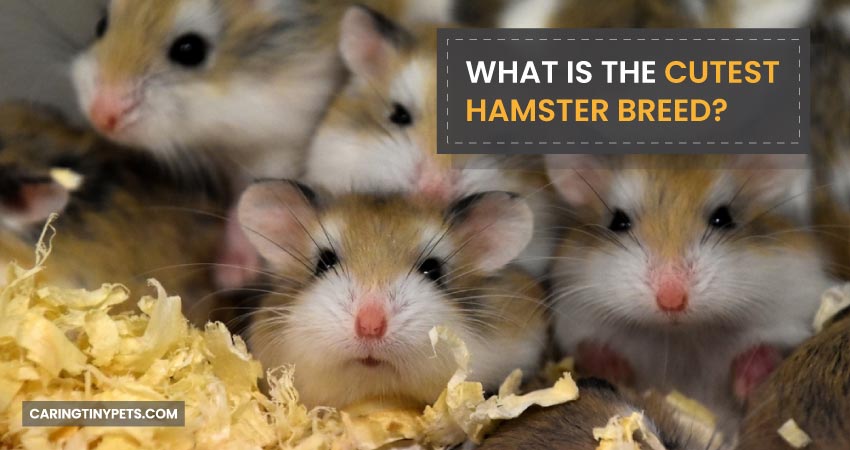 What Is the Cutest Hamster Breed