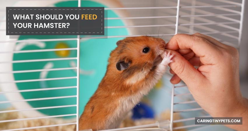 What Should You Feed Your Hamster
