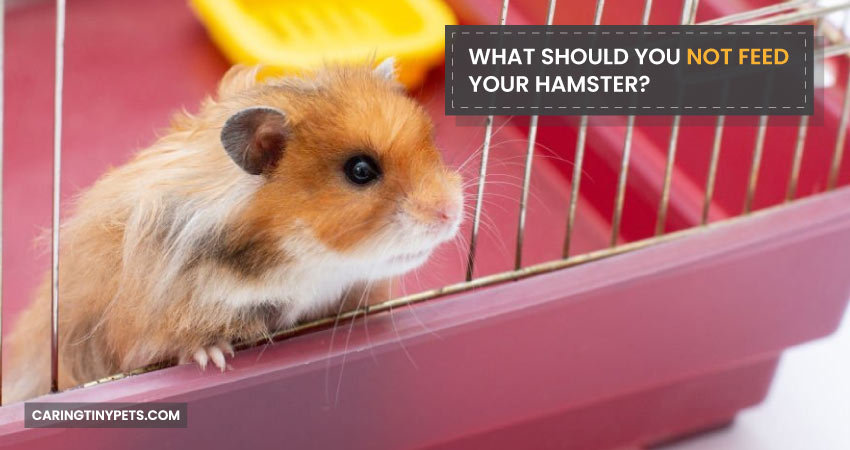 What Should You Not Feed Your Hamster