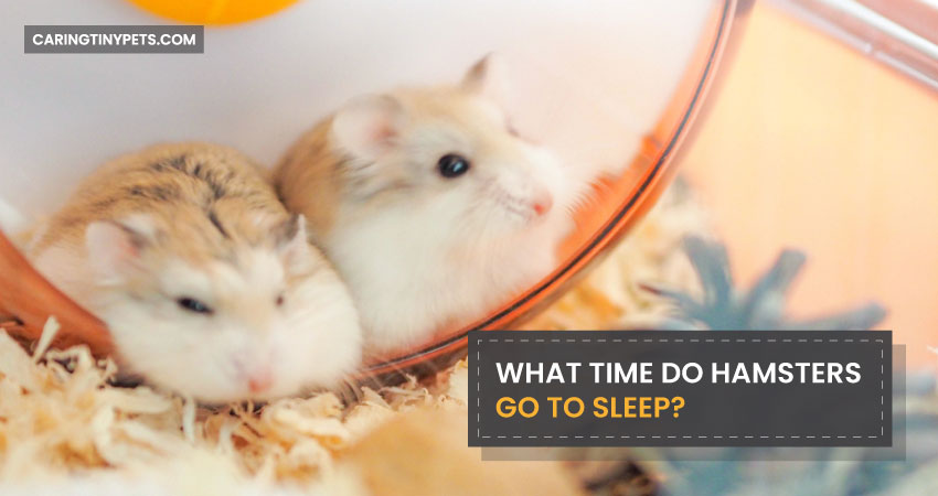 What Time Do Hamsters Go to Sleep