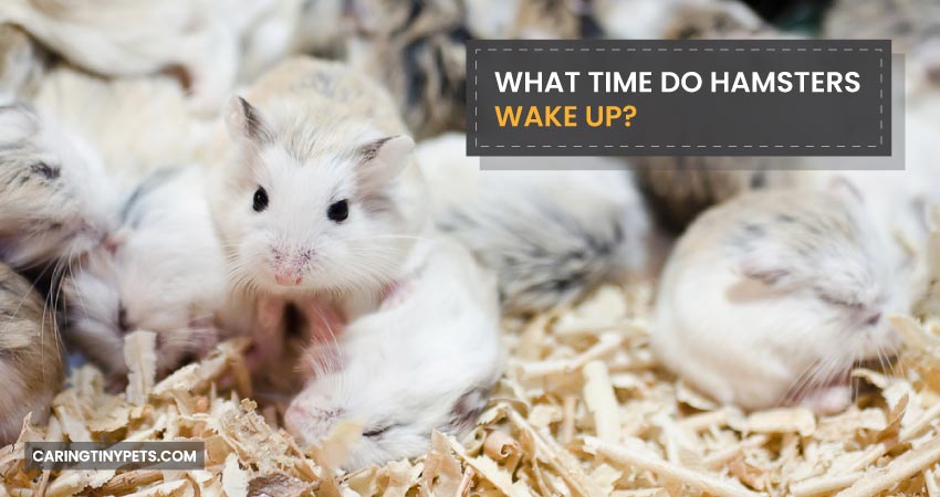 What Time Do Hamsters Wake Up